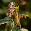 Große Sumpfschrecke (Stethophyma grossum)
Im Gegensatz zu anderen Heuschrecken zirpen Sumpfschrecken nicht, sondern erzeugen weithin hörbare Knipslaute. Dazu hebt das Tier sein Hinterbein und schleudert es blitzschnell nach hinten. Die Männchen der Sumpfschrecke haben eine grün bis dunkelbraune Farbe. Bei den Weibchen kann auch eine purpurrote, gescheckte Färbung auftreten. Auf der Unterseite der Hinterschenkel tragen sie einen charakteristischen rot-orangen Streifen. 