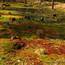 buntes Hochmoor mit Torfmoos (Sphagnum)