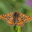 Goldener Scheckenfalter (Euphydryas aurinia)
Ein typischer Bewohner der Streuwiesen, der in ganz Europa vom Aussterben
bedroht ist. Die wichtigsten Refugien sind die Streuwiesen des Alpenvorlandes. Um die Lebensräume zu erhalten, müssen die Streuwiesen regelmäßig gemäht werden. Die wichtigste Raupenfutterpflanze ist der Teufelsabbiss.