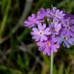 Mehlprimel (Primula farinosa) 
Die Mehlprimel ist im Mai eine der ersten Blüten auf den Streuwiesen. Auffallend an dieser kalkliebenden Streuwiesenart ist der gelbe Ring in der Mitte der rosa bis rotlila Blüten. Die Blätter der grundständigen Rosette tragen auf der Unterseite einen mehlig-weißen Belag – daher hat die Mehlprimel ihren Namen. 