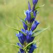 Schwalbenwurz-Enzian (Gentiana asclepiadea) 
Einer der am spätesten blühenden Enzianarten ist der Schwalbenwurz-Enzian. Je 1-3 seiner glockigen dunkelblauen Blüten erscheinen von August bis Oktober zwischen seinen Blattachseln. Die bis zu 80 cm hohe Pflanze hat lanzettliche Blätter, die in typischer Abwechslung um den Stengel angeordnet sind (kreuzgegenständig). Als Standort werden kalkarme Flach- und Quellmoore und Feuchtwiesen bevorzugt. 
Der Schwalbenwurzenzian-Bläuling legt seine Eier an den Blüten des Enzians ab und ist deshalb in seinem Lebenszyklus auf die Pflanze angewiesen.