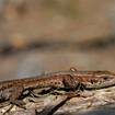 Wald-Eidechse (Zootoca vivipara)
Die Waldeidechse fühlt sich in Mooren, Heiden und Grasfluren am wohlsten, sehr beliebt sind hier Böschungen und Lichtungen. Das stark gezähnte Halsband und die bräunliche Färbung des Echse sind typische Merkmale dieser Art. Die Jungen kommen lebend zur Welt und sind nur von einer Eihaut umhüllt, das ermöglicht den Waldeidechsen ein Vordringen in kältere Lebensräume.