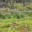 wachsendes Hochmoor nach der Renaturierung