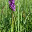 Breitblättriges Knabenkraut (Dactylorhiza majalis) 
Die bis zu 40 purpurroten, selten hellrosa oder weiß gefärbten Blüten des Breitblättrigen Knabenkrauts erlauben von Mai bis Juni einen besonders hübschen Anblick. Diese ausdauernde Orchidee erreicht Wuchshöhen von 15 bis 40 cm und ist an ihren etwas breiteren, gefleckten unteren Laubblättern erkennbar.
Neben dem Breitblättrigen Knabenkraut existieren noch eine Reihe weiterer Knabenkräuter am selben Standort. Da sie alle in ihren Merkmalen variieren und sich auch untereinander kreuzen ist eine eindeutige Bestimmung nicht ganz leicht. 
Orchideen haben als ihre Vermehrungsstrategie die Produktion von Millionen von mikroskopisch kleinen Samen gewählt. Diese Samen haben nur das nötigste – den Embryo – verpackt, um sich über weite Strecken durch den Wind verbreiten zu können. Dafür haben sie auf Nähstoffvorräte im Samen verzichtet. Um keimen zu können, sind sie deshalb auf Symbiosen mit Pilzen, so genannte Ammenpilze, angewiesen. Diese versorgen Embryo und ausgewachene Pflanze mit Nährstoffen. Durch Düngung werden diese Pilze geschädigt. Mit einem Schlag können so Orchideen auf einer ganzen Fläche aussterben. Wegen dieser empfindlichen Symbiose ist das Verpflanzen von den geschützten Pflanzen, z.B. in den eigenen Garten, in der Regel erfolglos. 
