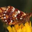Hochmoor-Perlmuttfalter (Boloria aquilonaris)
Das charakteristische Erkennungsmerkmal des Hochmoor-Perlmuttfalters ist seine leicht violett überlaufene Zeichnung auf der Flügelunterseite. Wie beim Hochmoor-Gelbling braucht der Falter das Nebeneinander verschiedener Lebensräume: die Raupen leben im nassen Moorkern an der Moosbeere, die Falter saugen an Blüten im Umfeld. In den Allgäuer Mooren ist der Hochmoor-Perlmuttfalter noch erfreulich weit verbreitet.